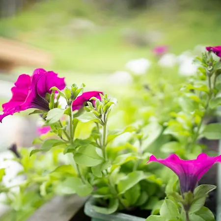 Am Waldrand Apartamento Huben (Imst)