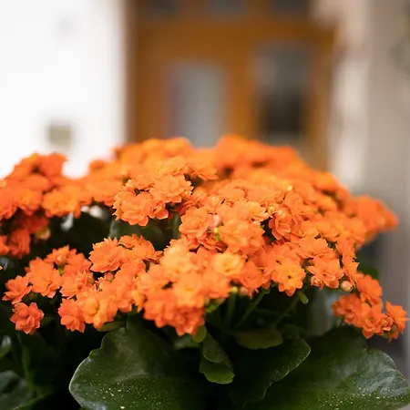 Am Waldrand Apartment *