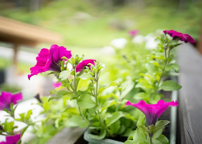 Am Waldrand Lejlighed Huben (Imst)